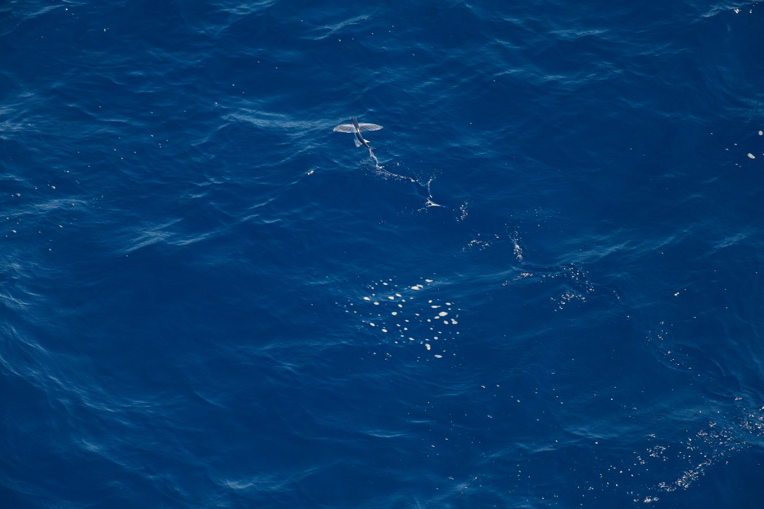 An aerial view of a deep blue ocean surface featuring a flying fish mid-leap, its elongated pectoral fins spread wide as it breaks the water. A white foam trail trails behind the fish, marking its launch, while scattered white foam patches and sparkling reflections dot the rippled water across the frame.